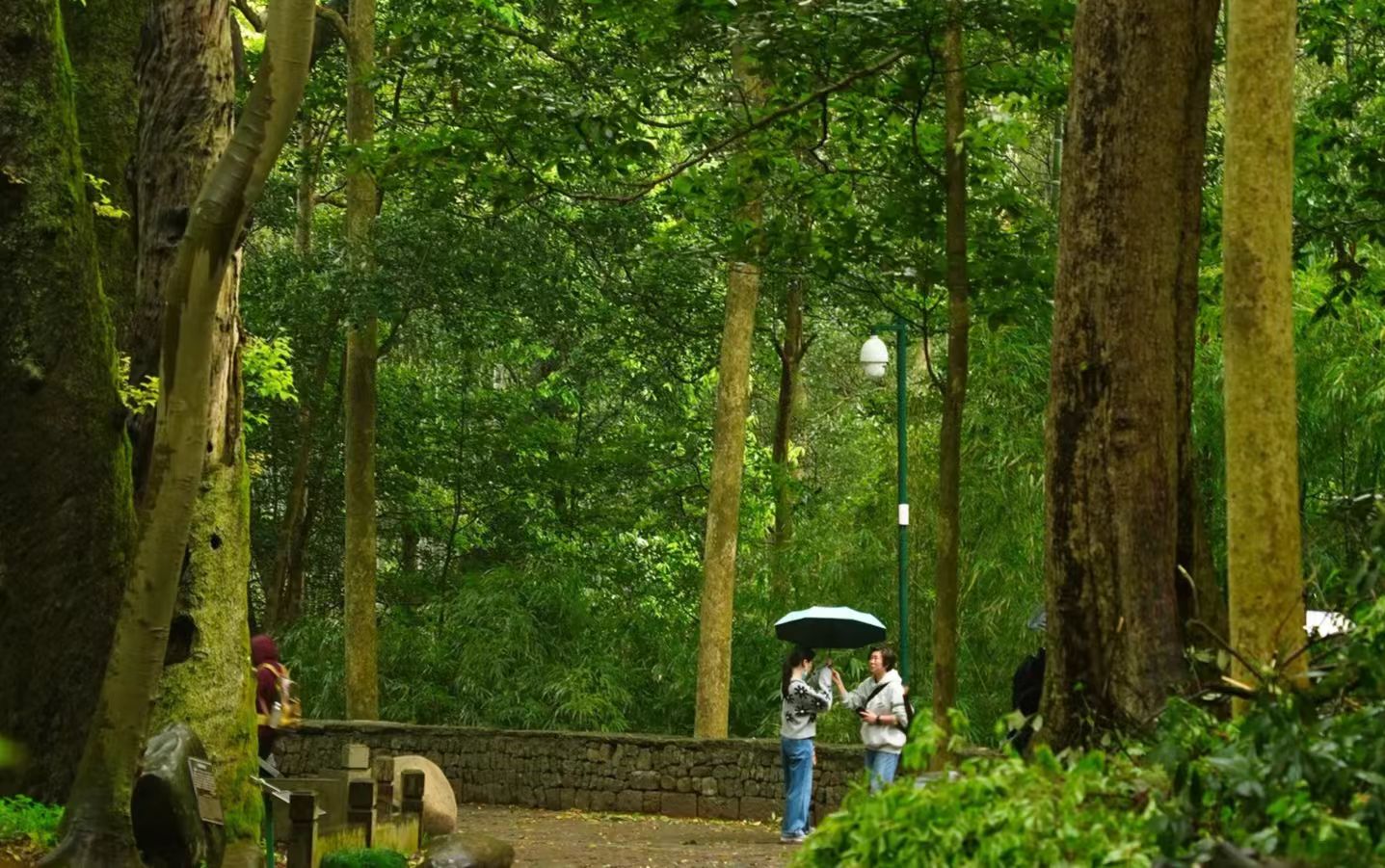 People hiking near tea fields during Qingming Festival.jpg