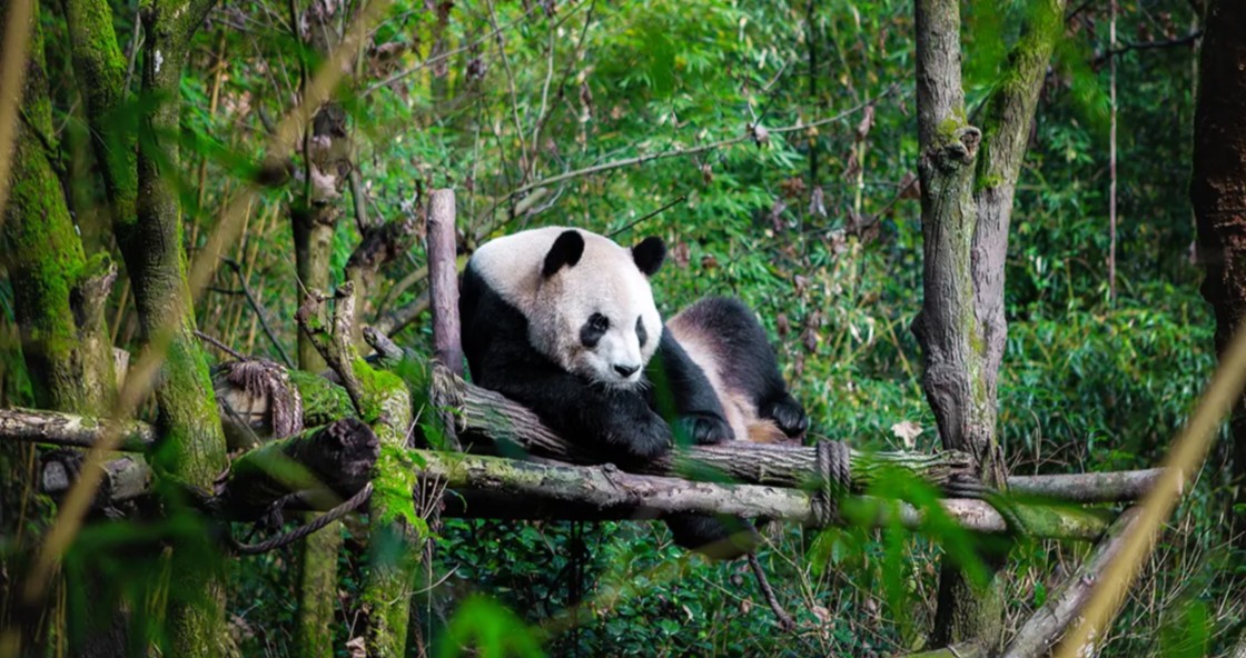 chengdu-panda-base-conservation-tour.jpg