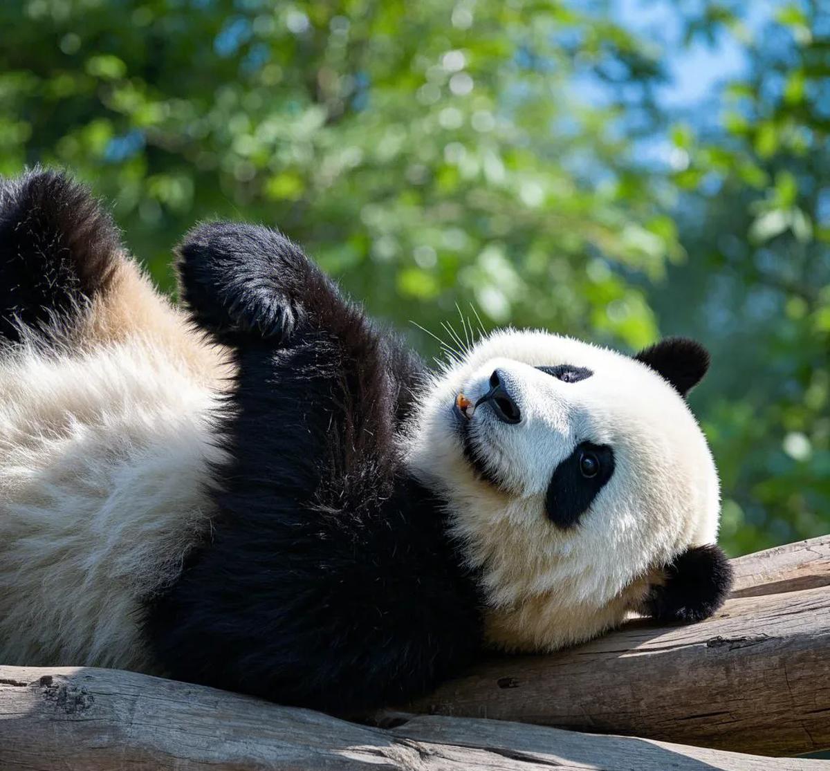 1777169316424184.jpg resized_panda_2.jpg