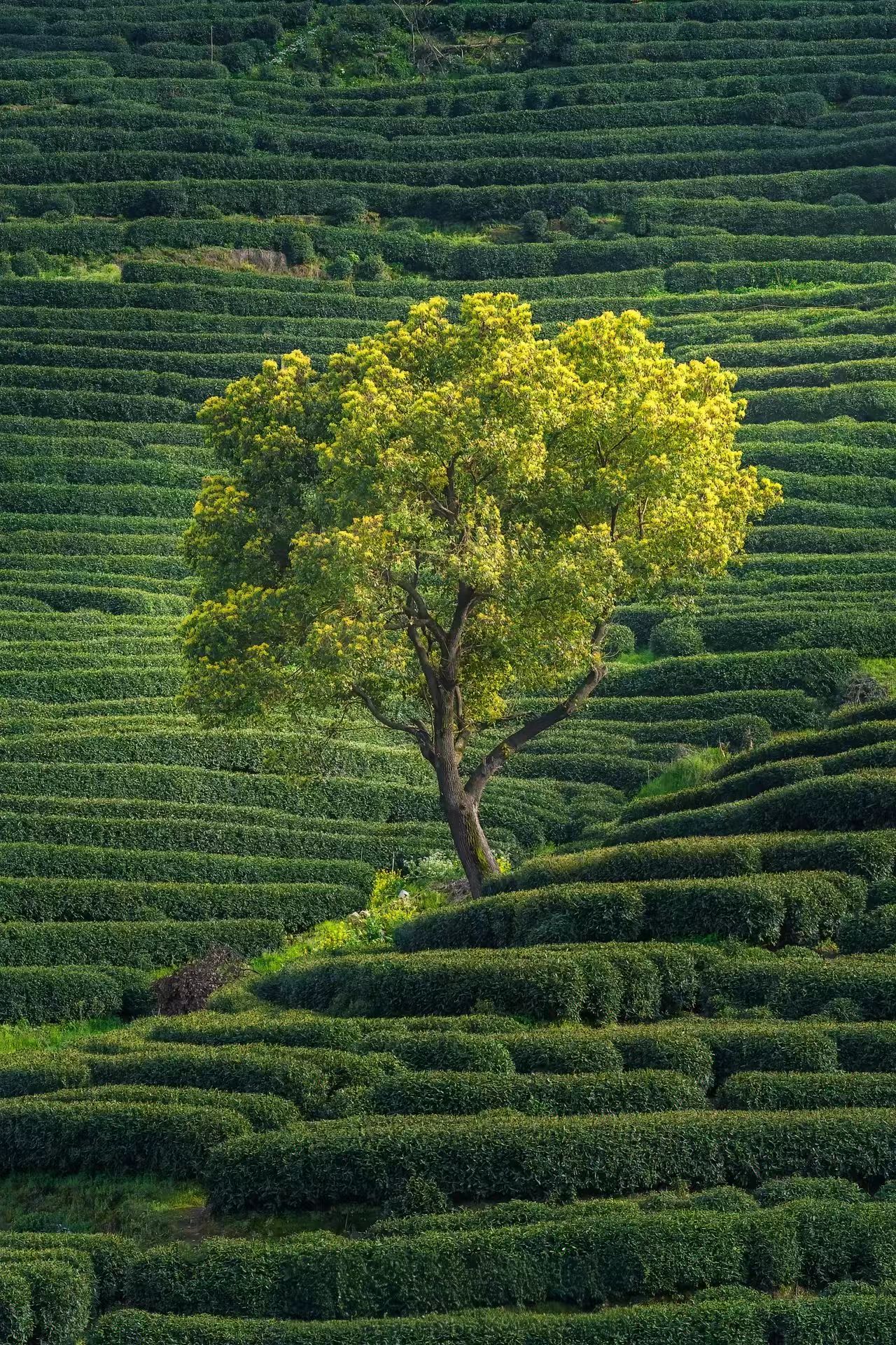 Hangzhou’s Soul: A Tea Master’s Guide to Longjing Village and West Lake at Dawn
